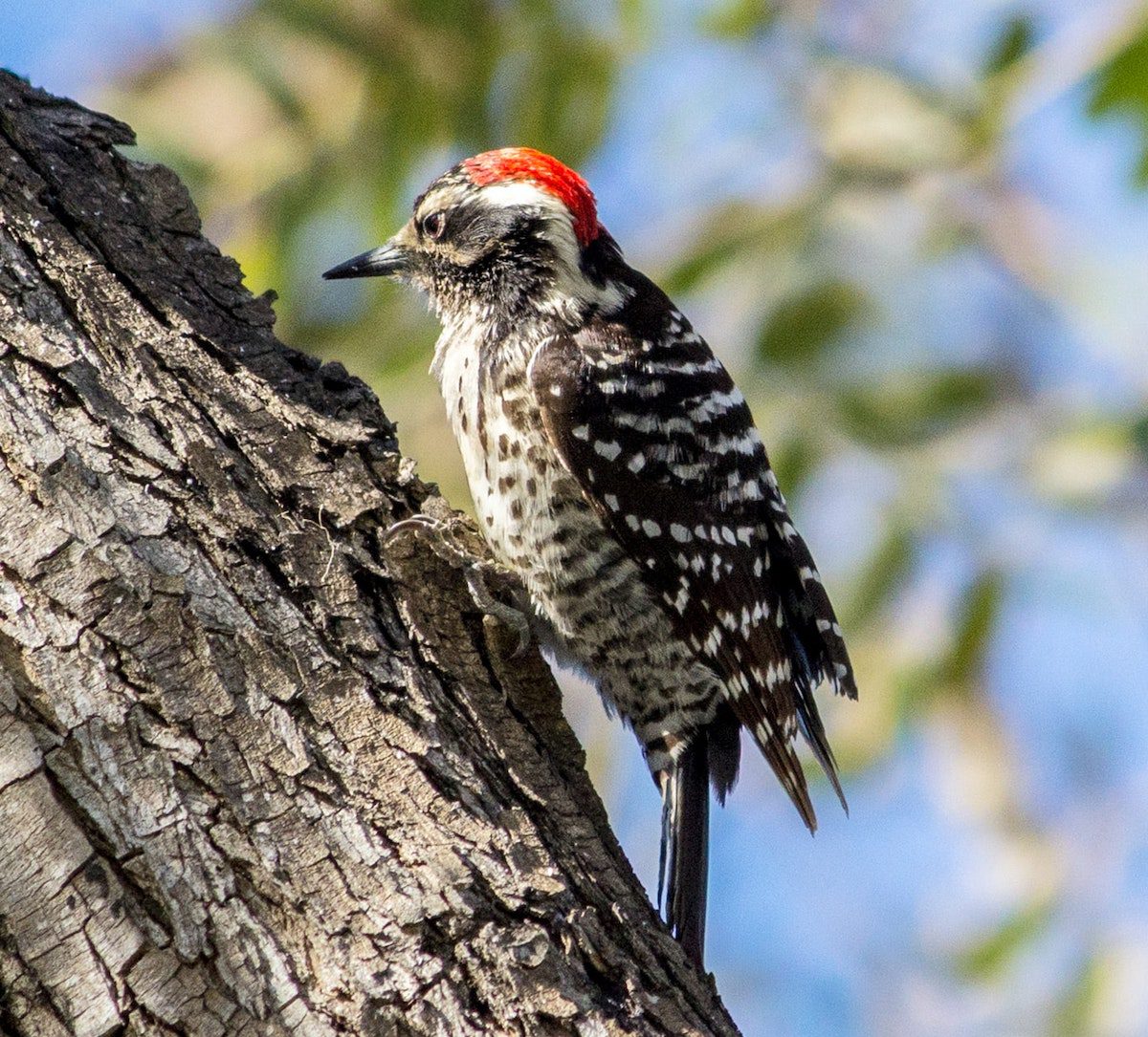 the woody pecker